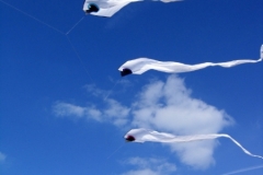TFS Single Line Kites